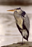 /album/fotogalerij-winnaars-2016/av-pca-2016-jef-bossuyt-jpg2/